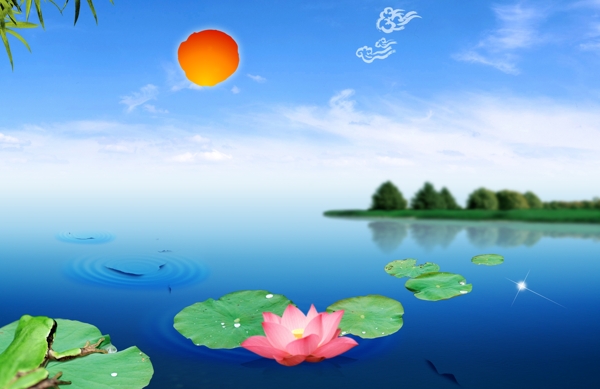 荷花水景圖片