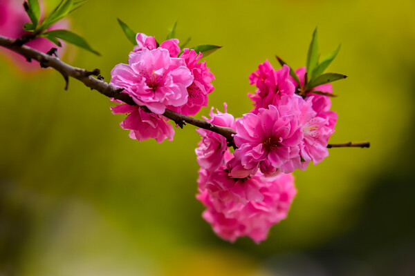 桃花