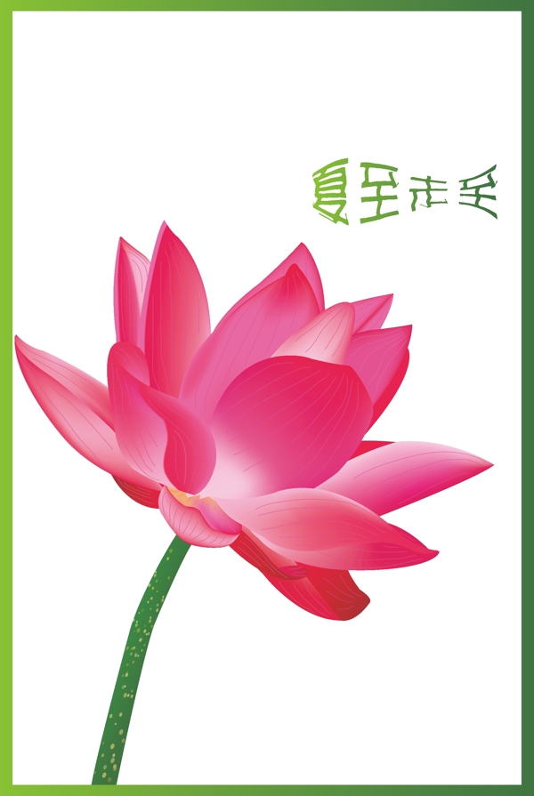 荷花圖片