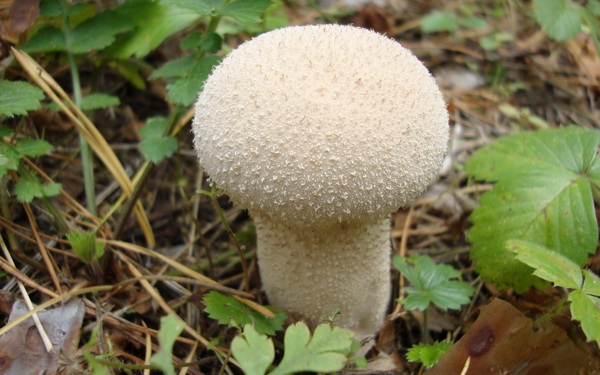 白色蘑菇朵