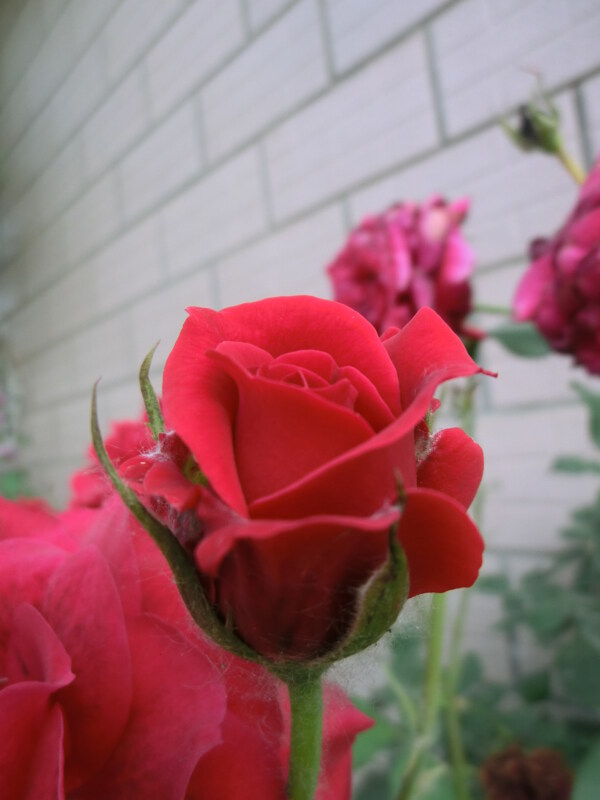 紅色月季花圖片
