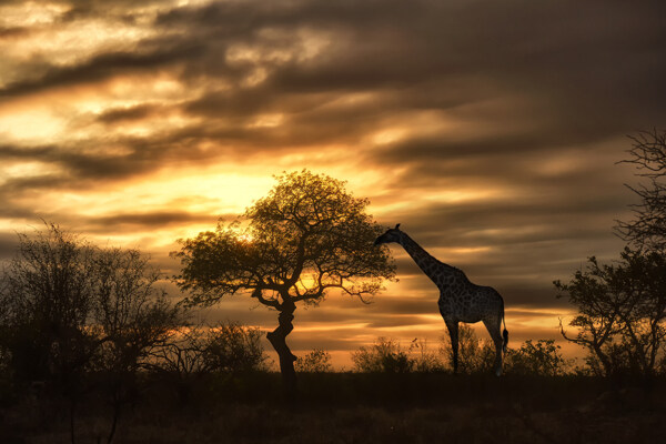 黄昏草原上的长颈鹿图片