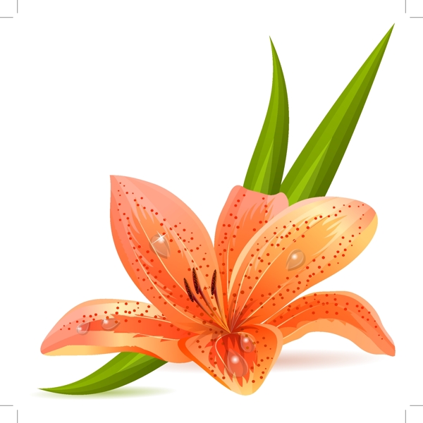 百合花矢量素材