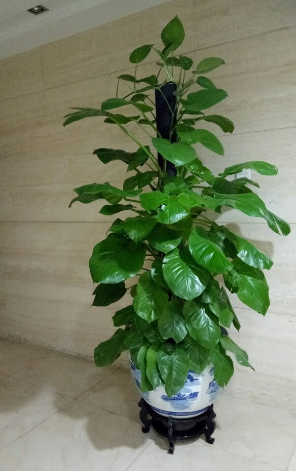 植物