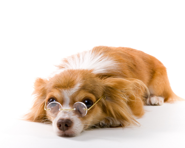 戴眼镜的可爱小狗图片