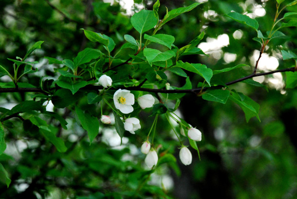 山丁子樹(shù)花圖片