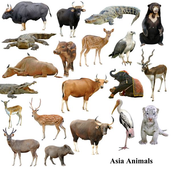 20种野生动物高清