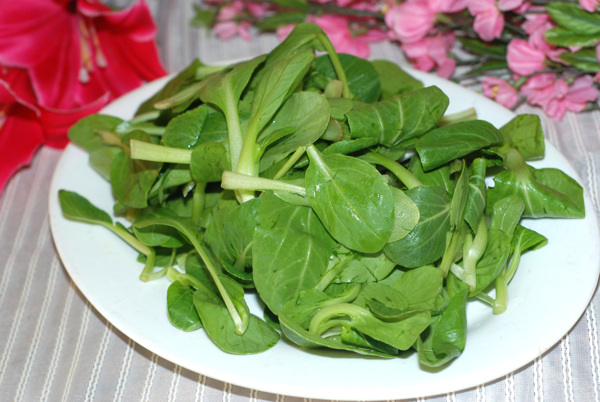 雞毛菜