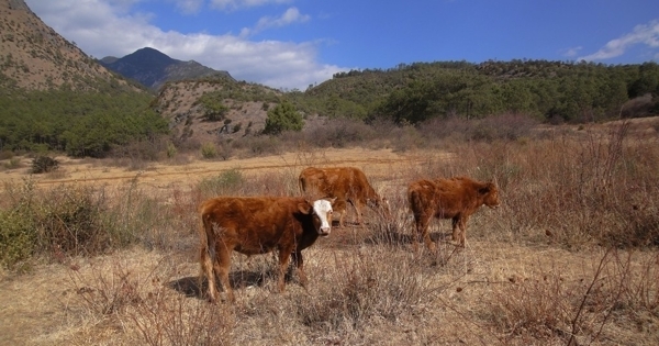 茶马古道上的黄牛图片