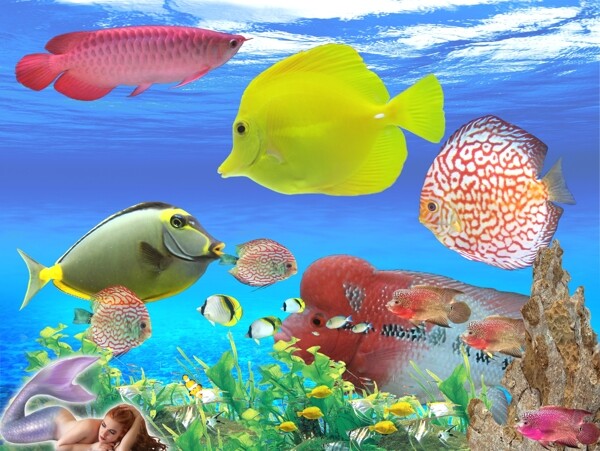 水族世界观赏鱼
