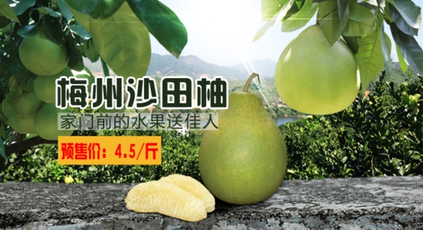 梅州沙田柚柚子广告图片
