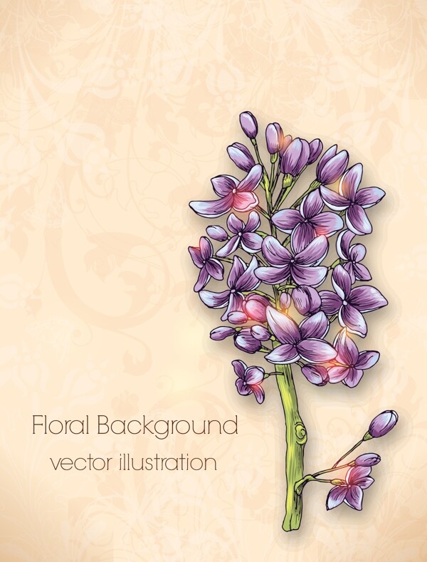 紫丁香花朵