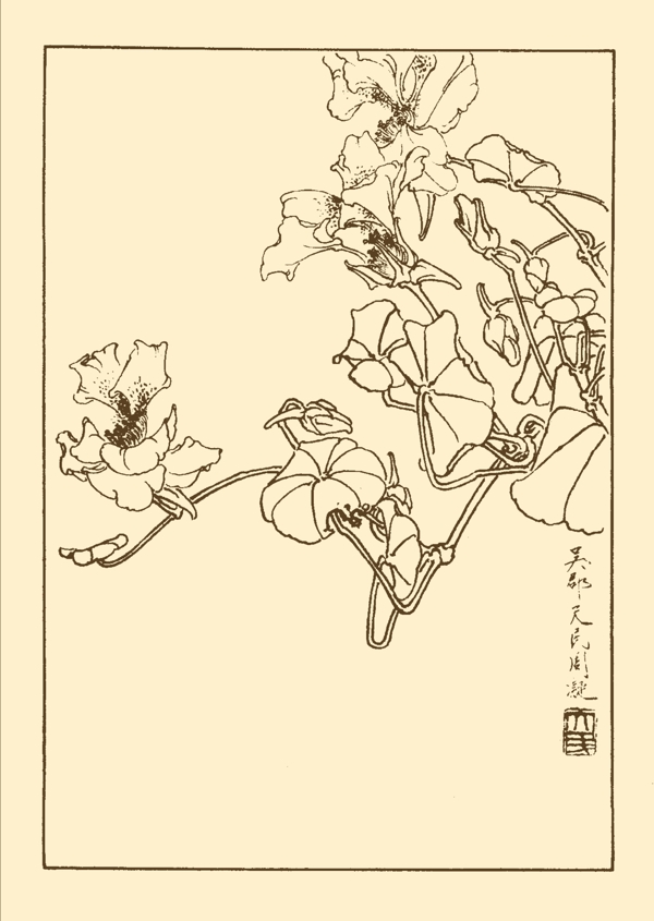 寒金蓮圖片
