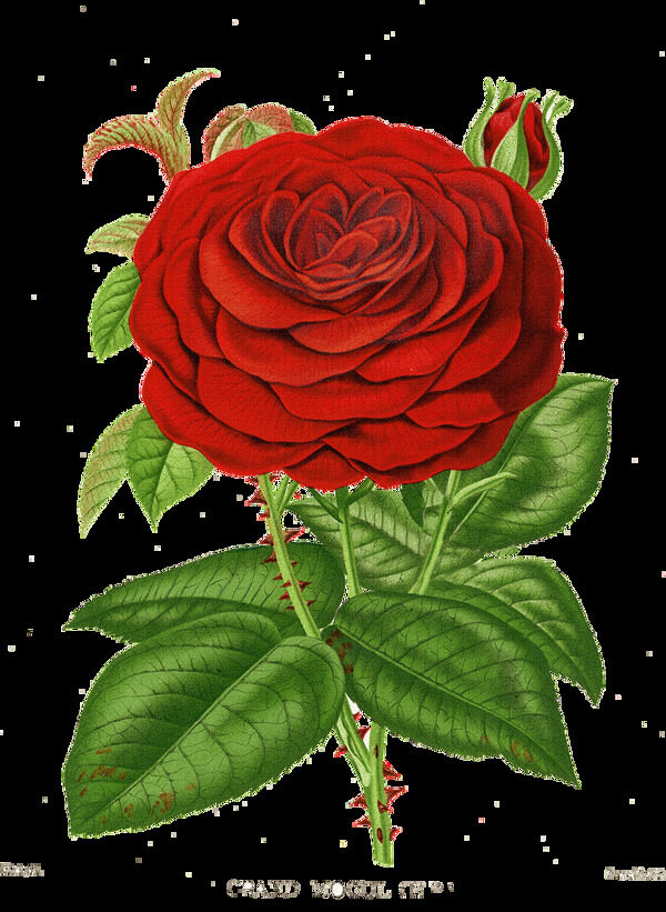 手绘红色蔷薇花图片