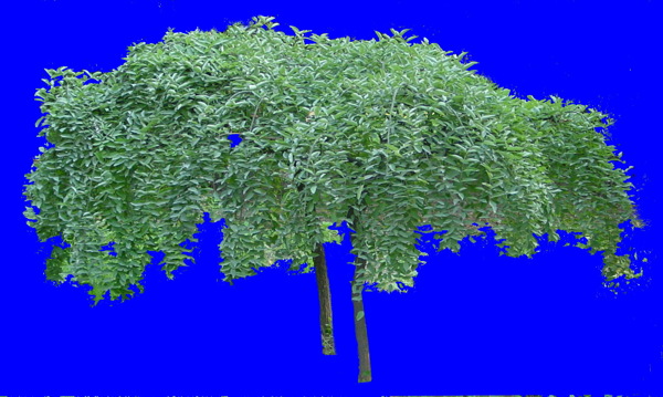 植物貼圖素材JPG1366