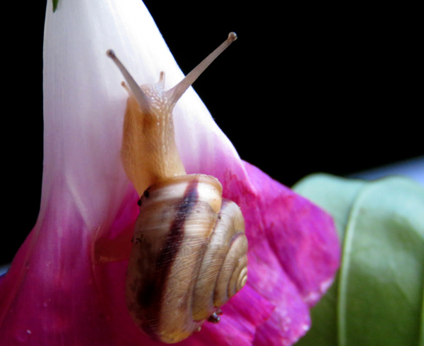 唯美花朵上蜗牛图片