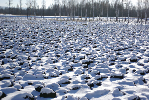 湿地冬雪图片