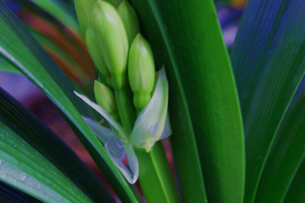 水仙花蕾圖片