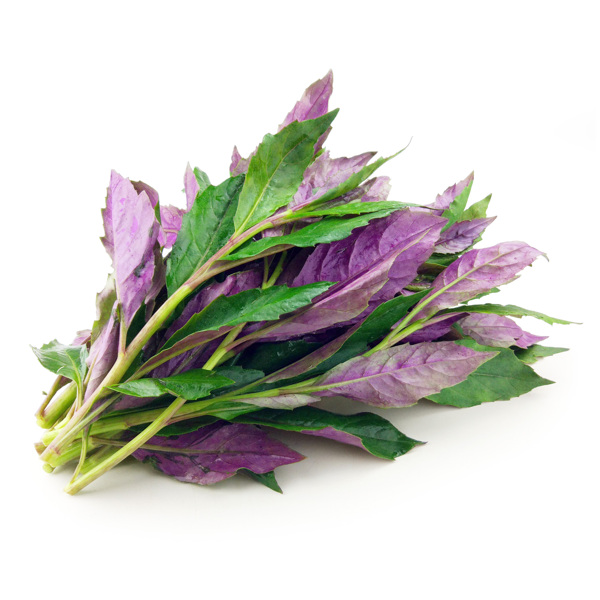 紫背菜