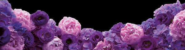 紫色玫瑰花朵png元素素材