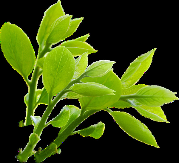 绿色树叶子嫩芽免抠png透明图层素材