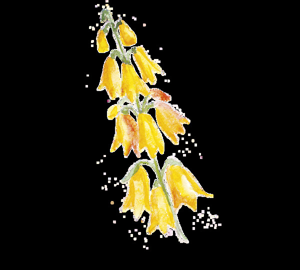 燈籠黃花透明裝飾素材