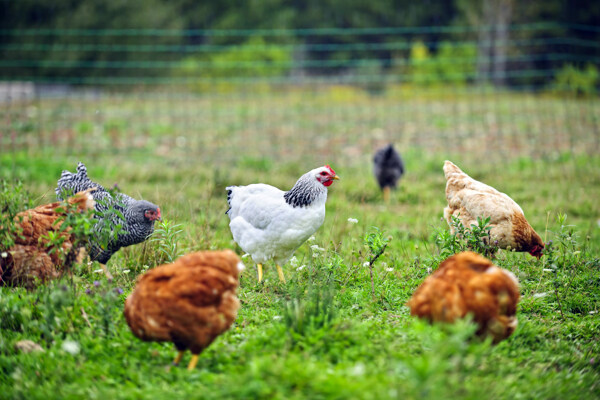 农场生态鸡