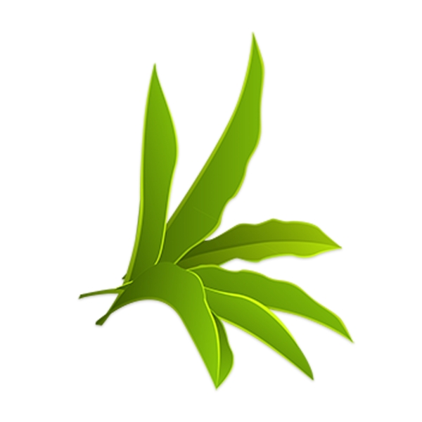 綠色植物