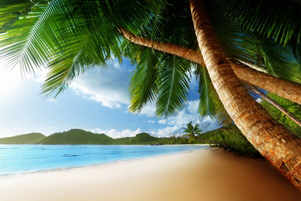 美丽的海边椰树图片