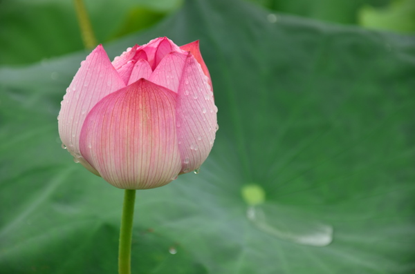 雨后荷花