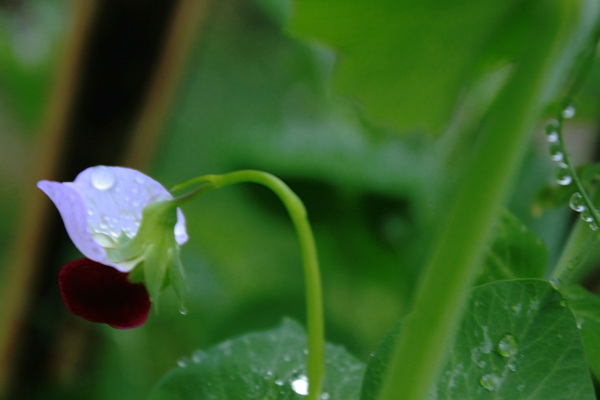 豆花