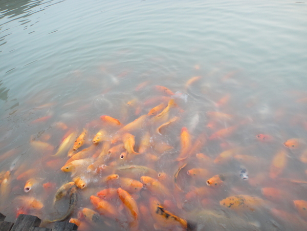 鯉魚圖片