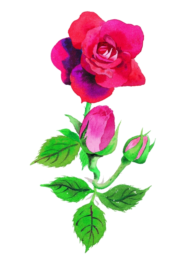 玫瑰花