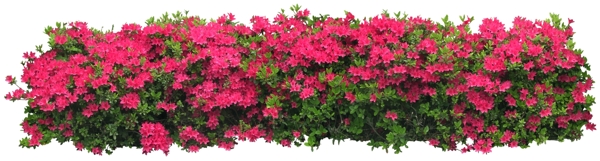 后期花卉素材