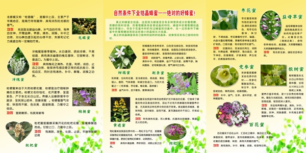 蜂蜜圖片
