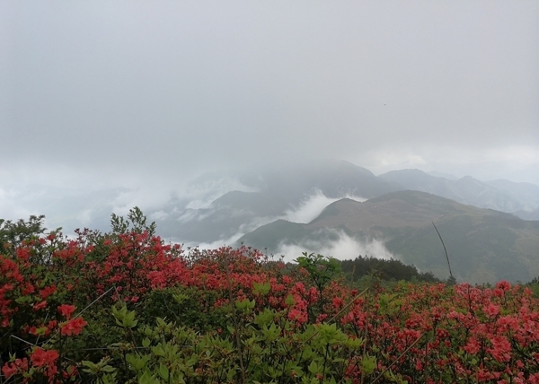 云霧杜鵑