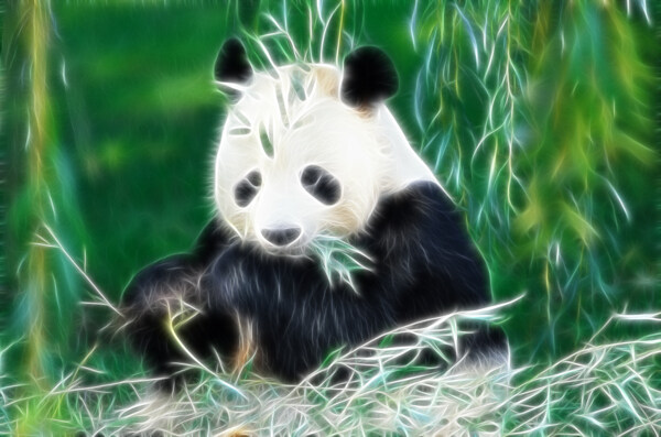 熊貓圖片