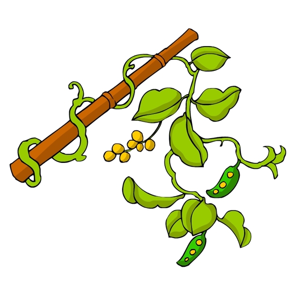 花卉古典插畫