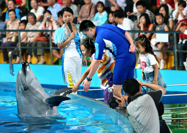 海豚海洋动物表演图片