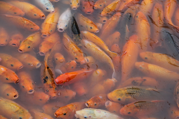 魚群圖片