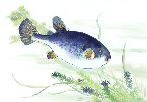 古圖繪畫(huà)動(dòng)物魚(yú)類(lèi)生物