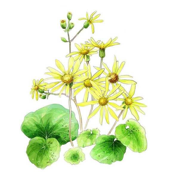 位圖藝術(shù)效果水彩花卉免費(fèi)素材