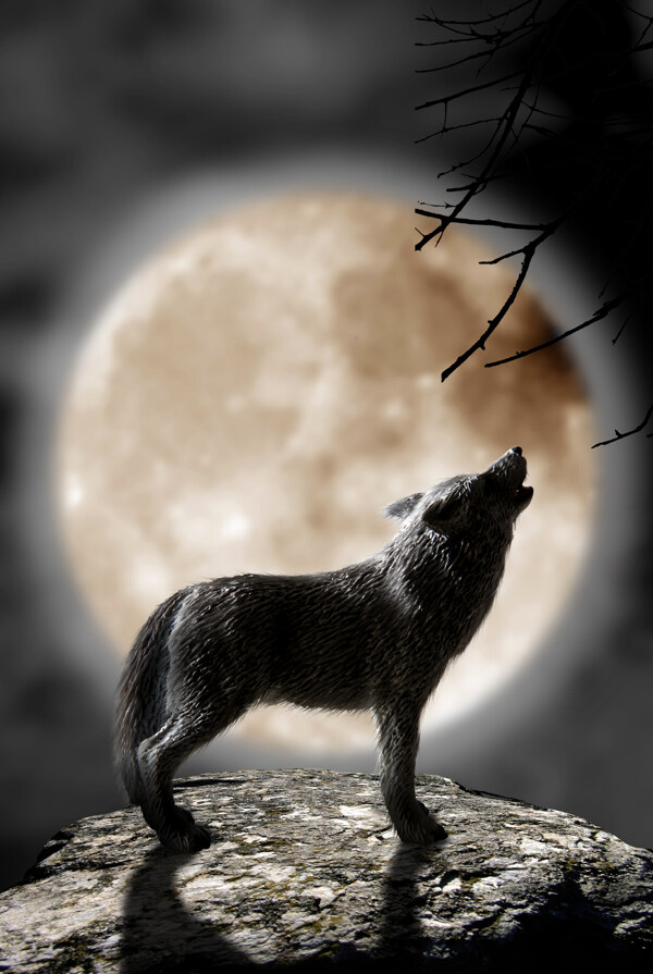 狼与月亮图片