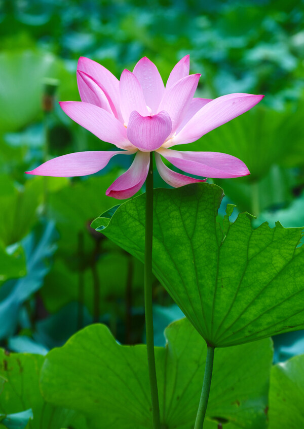 荷花圖片