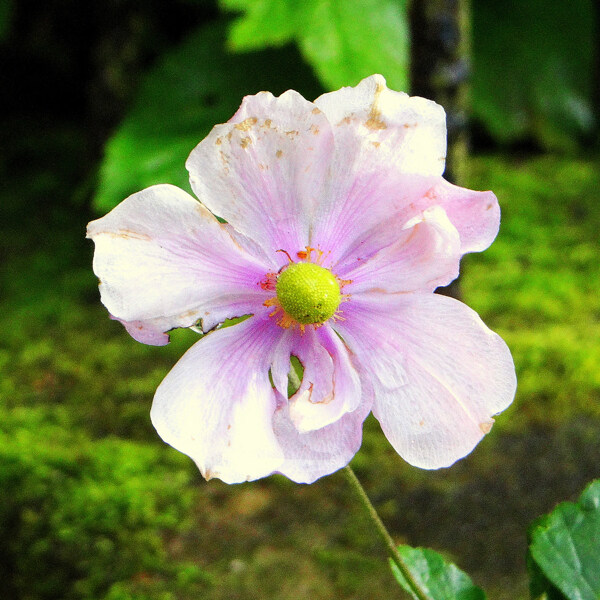 位圖植物攝影寫實(shí)花卉花朵數(shù)碼照片免費(fèi)素材