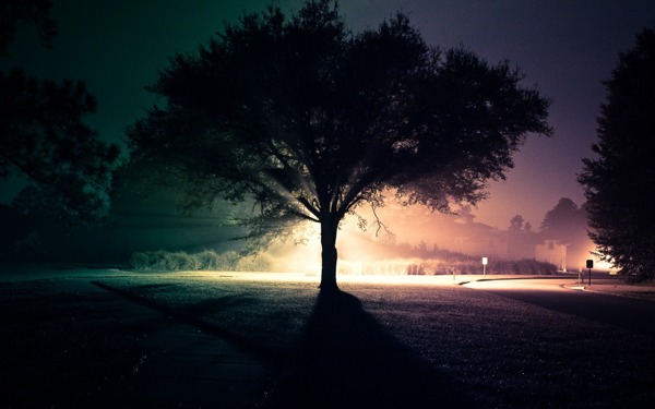 唯美的夜晚的树木风景图片