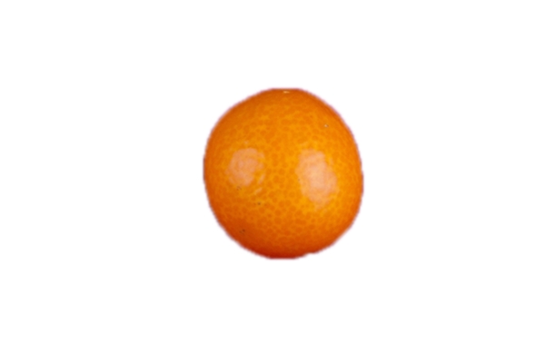 橘子又圆又大皮薄