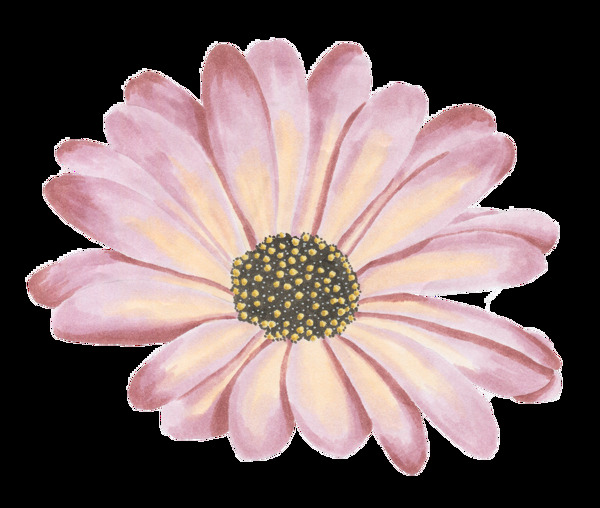 一朵粉色美丽花朵图片素材