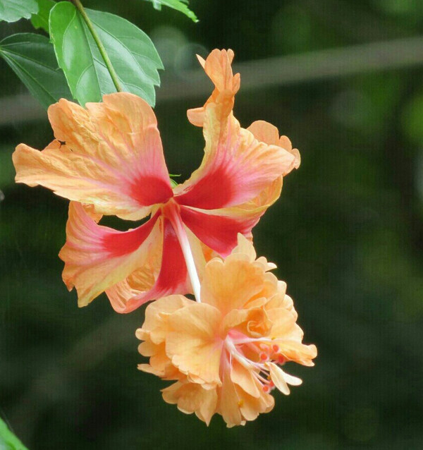 位圖植物攝影寫(xiě)實(shí)花卉花朵數(shù)碼照片免費(fèi)素材