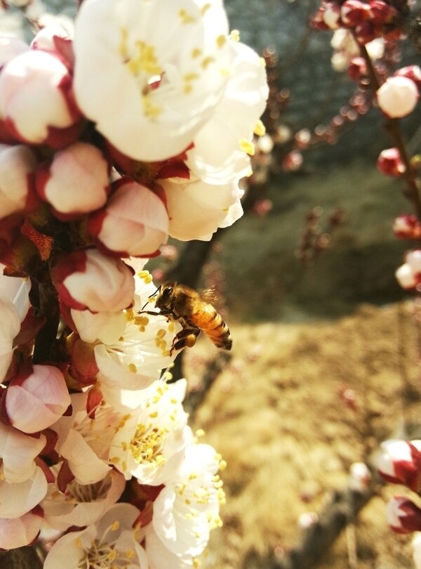 小蜜蜂桃花圖片